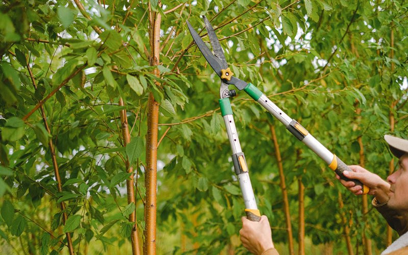 Tree trimming in Tripoli, IA